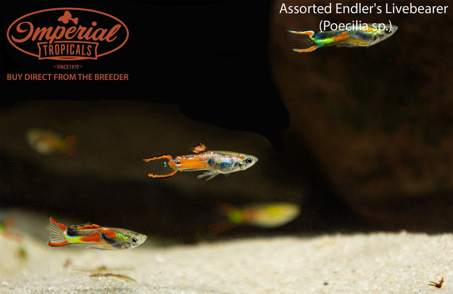 Assorted Endler's Livebearer