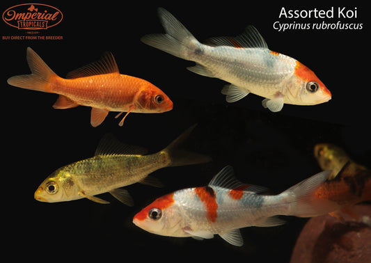 Assorted Koi (Cyprinus rubrofuscus)