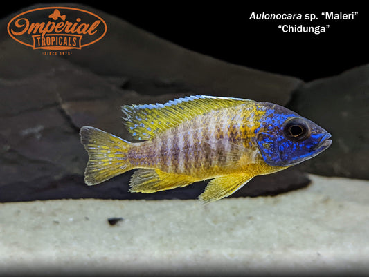 Aulonocara sp. Maleri "Chidunga"