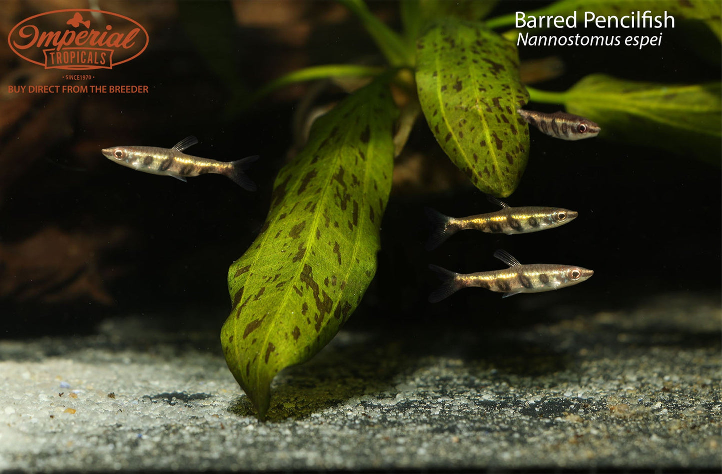 Barred Pencilfish