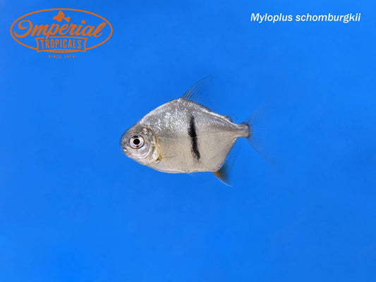 Black Barred Silver Dollar