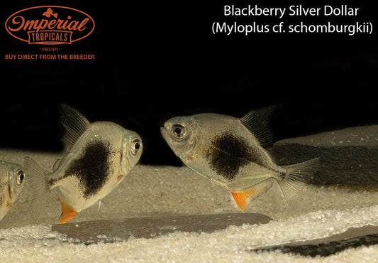 Blackberry Silver Dollar