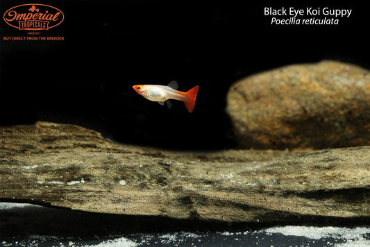 Black Eye Koi Guppy