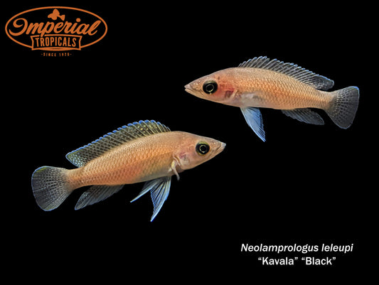 Black "Kavala"