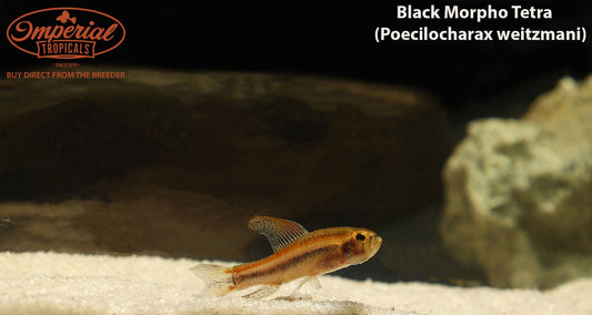 Black Morpho Tetra