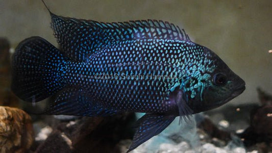 Gorillus Black Umbee Cichlid