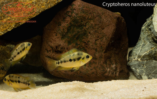 Cryptoheros nanoluteus