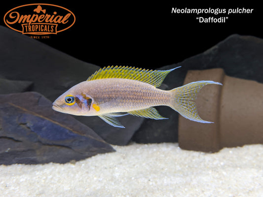 Daffodil Cichlid