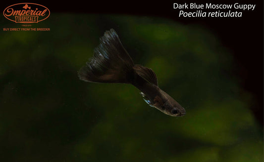 Dark Blue Moscow Guppy