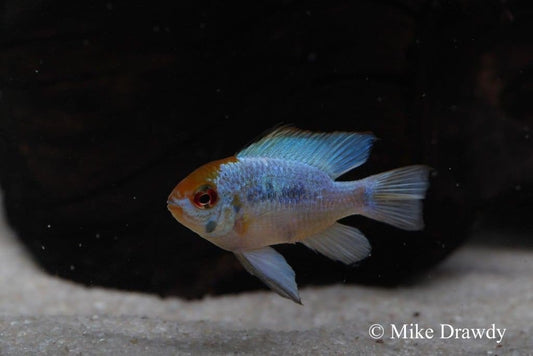 Electric Blue Ram