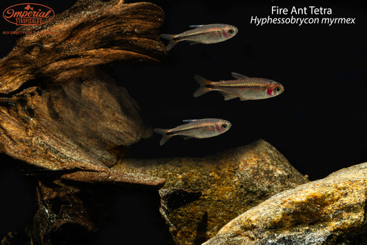 Fire Ant Tetra