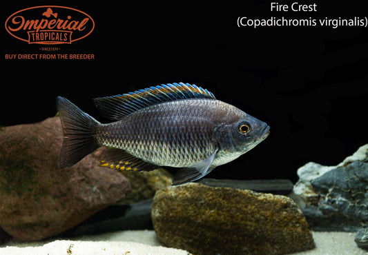 Fire Crest Hap