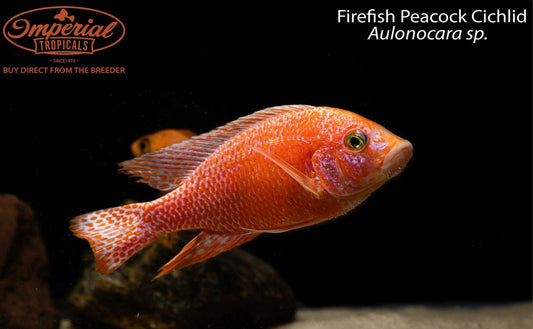 Firefish Peacock