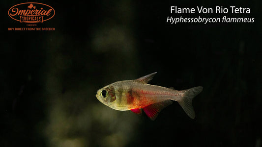 Flame Von Rio Tetra