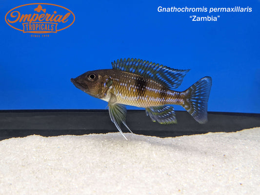 Gnathochromis permaxillaris "Zambia"