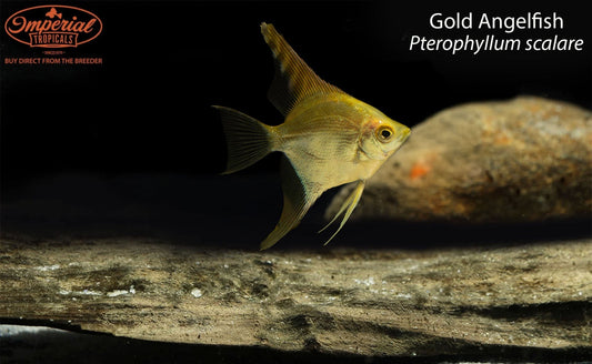 Gold Angelfish