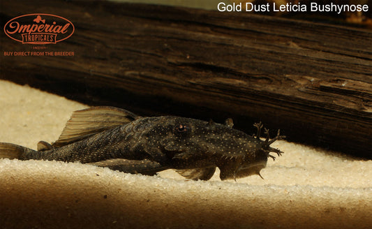 Gold Dust Leticia Bushynose