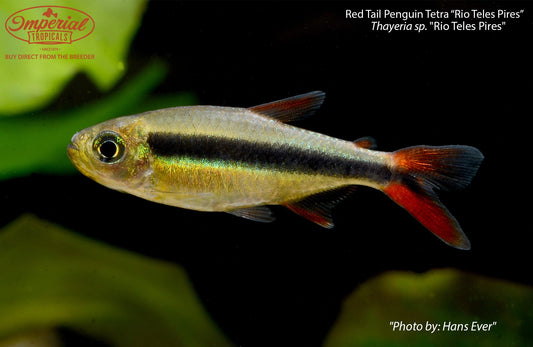 Red Tail Penguin Tetra 'Rio Teles Pires'