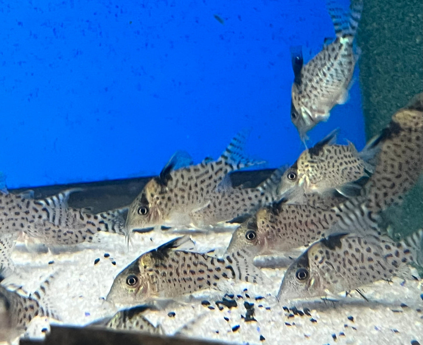 Delphax Brochis