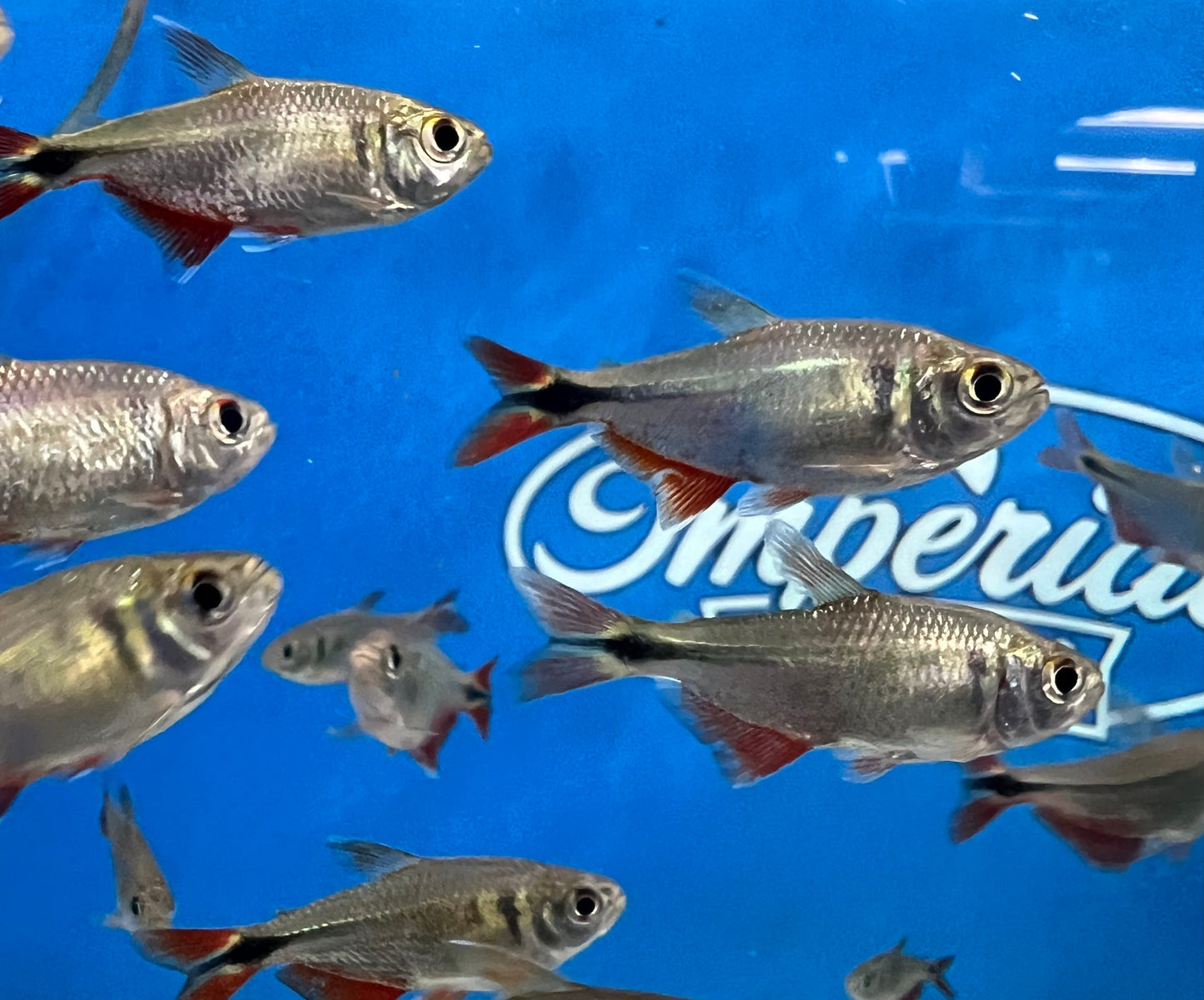 Buenos Aires Tetra