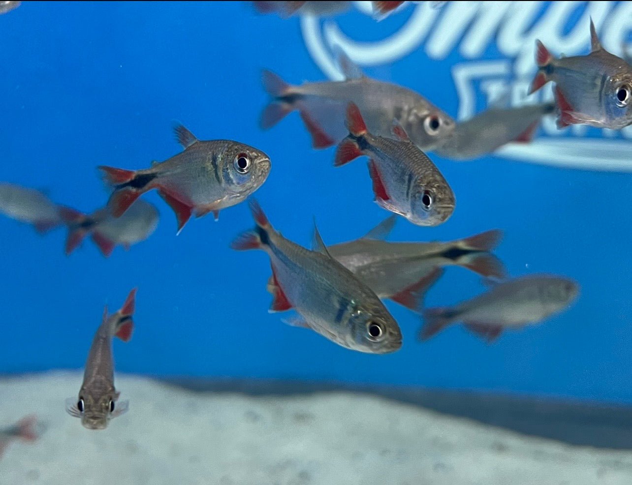 Buenos Aires Tetra