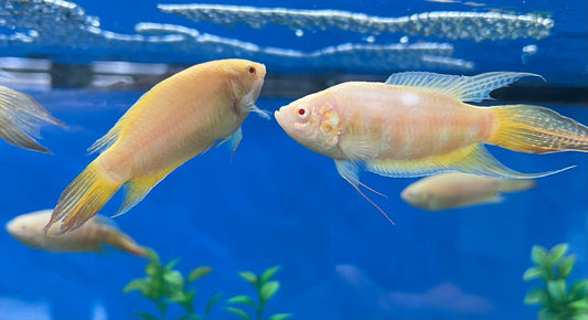 Albino Paradise Gourami