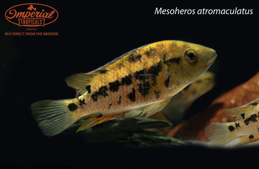 Atromaculatus Cichlid