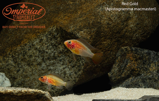 Red Gold Macmasteri