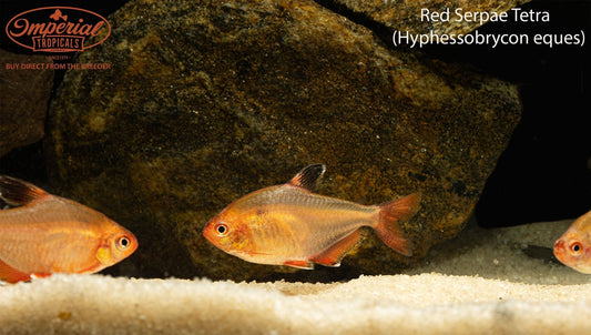 Red Serpae Tetra
