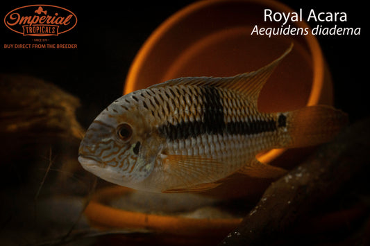 Royal Acara