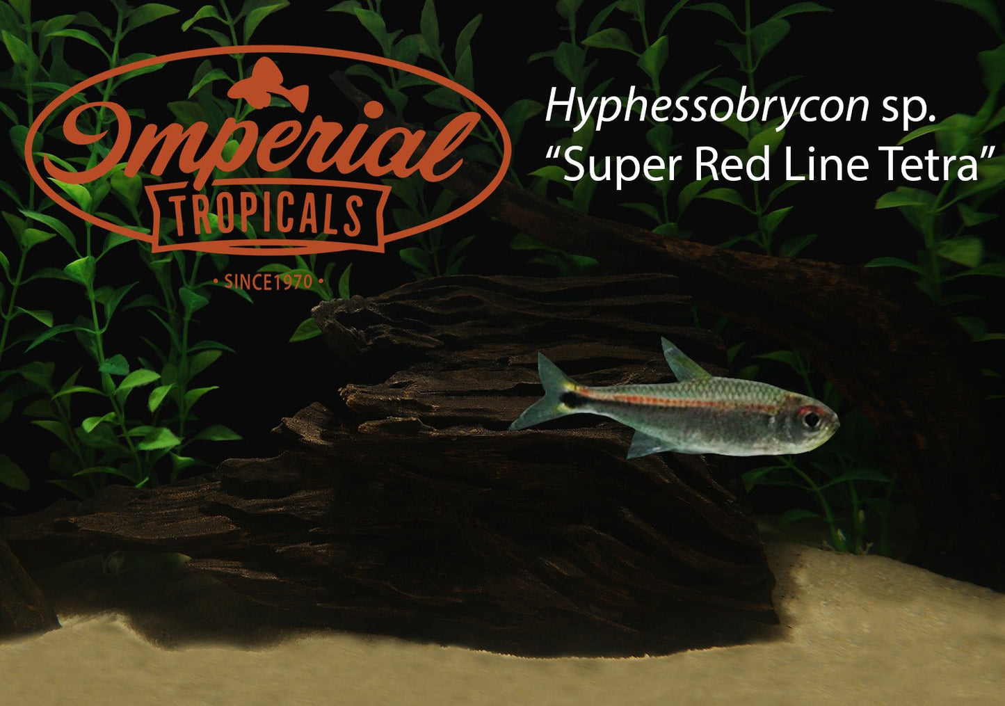 Super Red Line Tetra