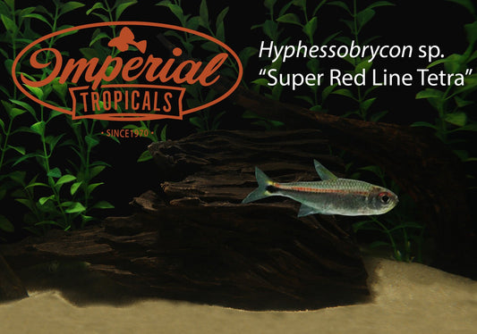 Super Red Line Tetra