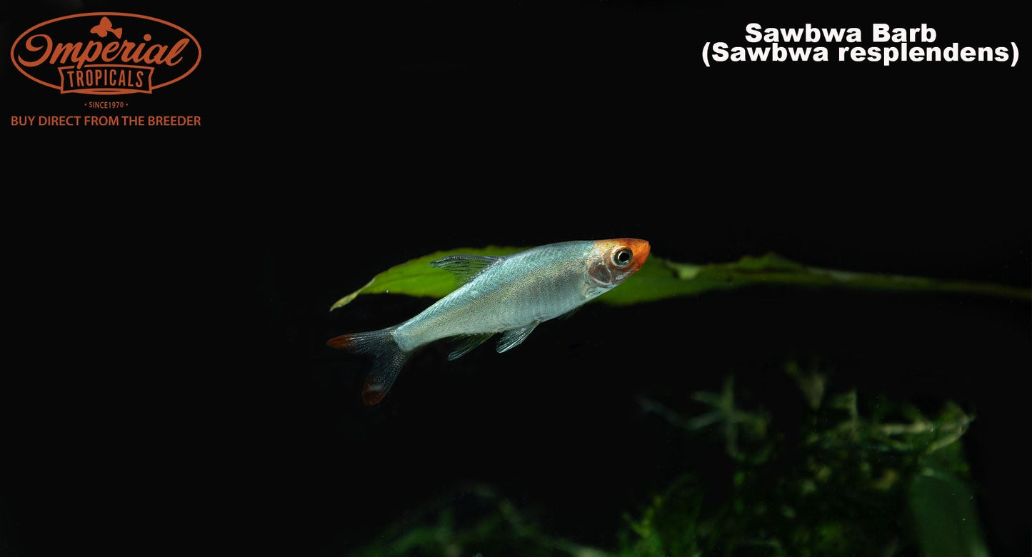 Sawbwa Barb