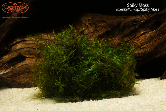 Spiky Moss