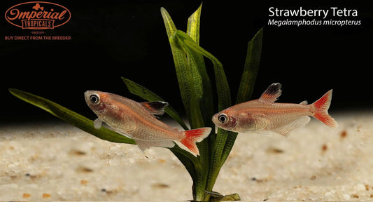 Strawberry Tetra