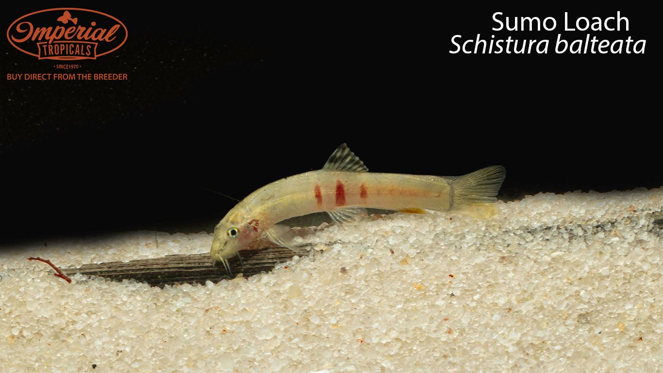 Sumo Loach