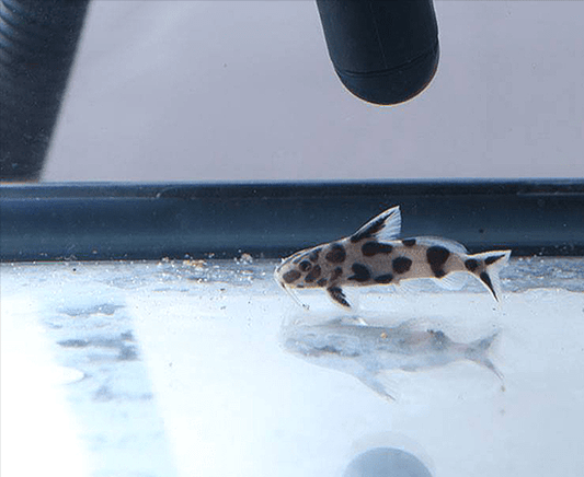 Synodontis Jaguar Hybrid