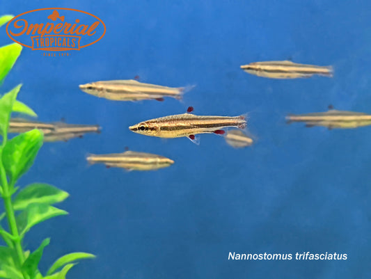 Three Line Pencilfish