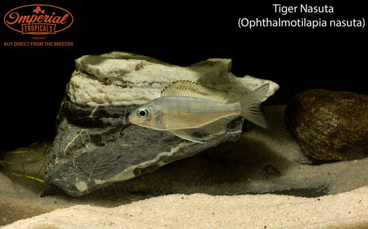 Tiger Nasuta