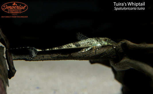 Tuira's Whiptail