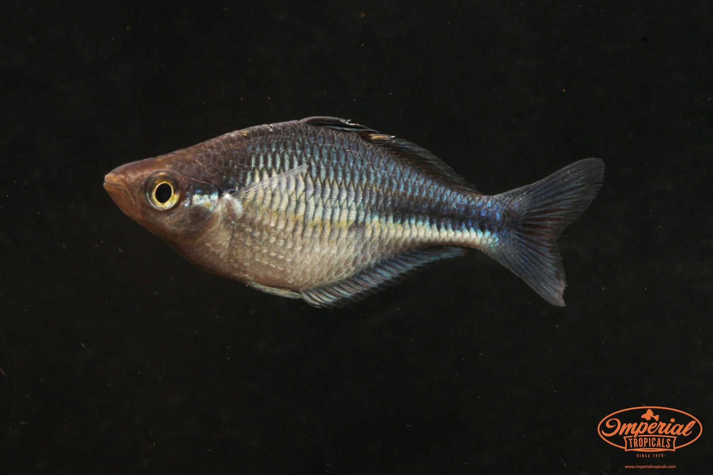 BOGO Turquoise Rainbowfish