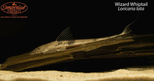 Wizard Whiptail