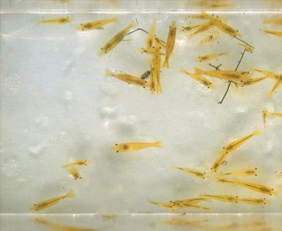 BOGO Yellow Shrimp