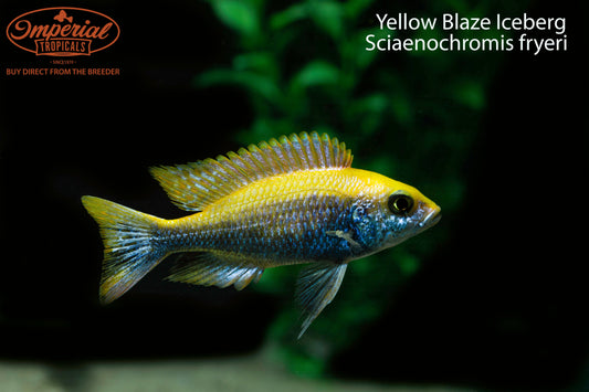 Yellow Blaze Iceberg