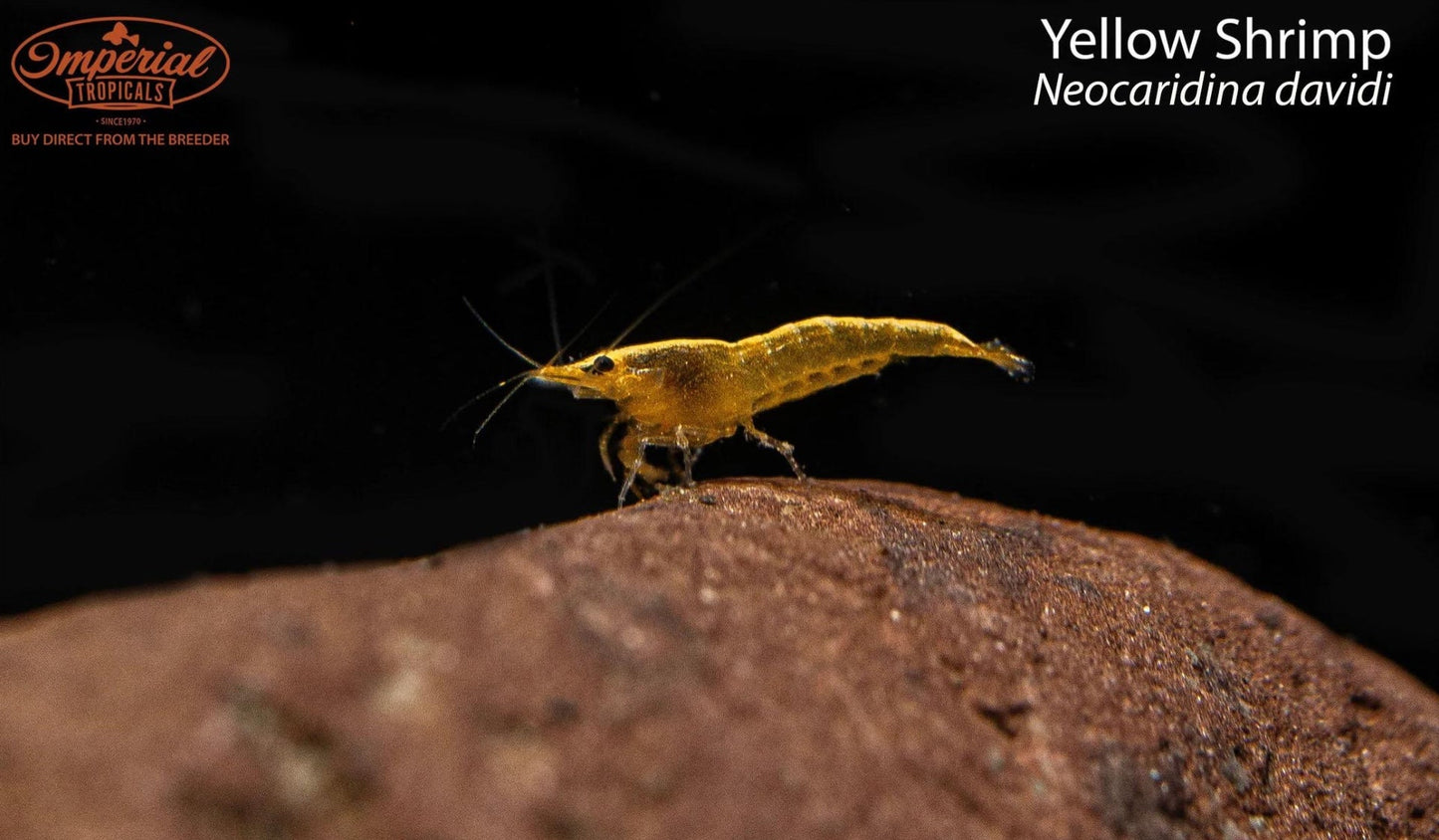 BOGO Yellow Shrimp