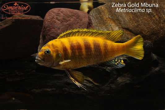 Zebra Gold Mbuna