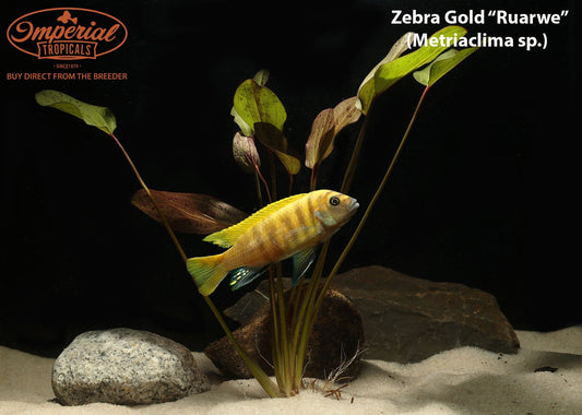 Zebra Gold "Ruarwe"