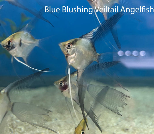 Blue Blushing Veiltail Angelfish
