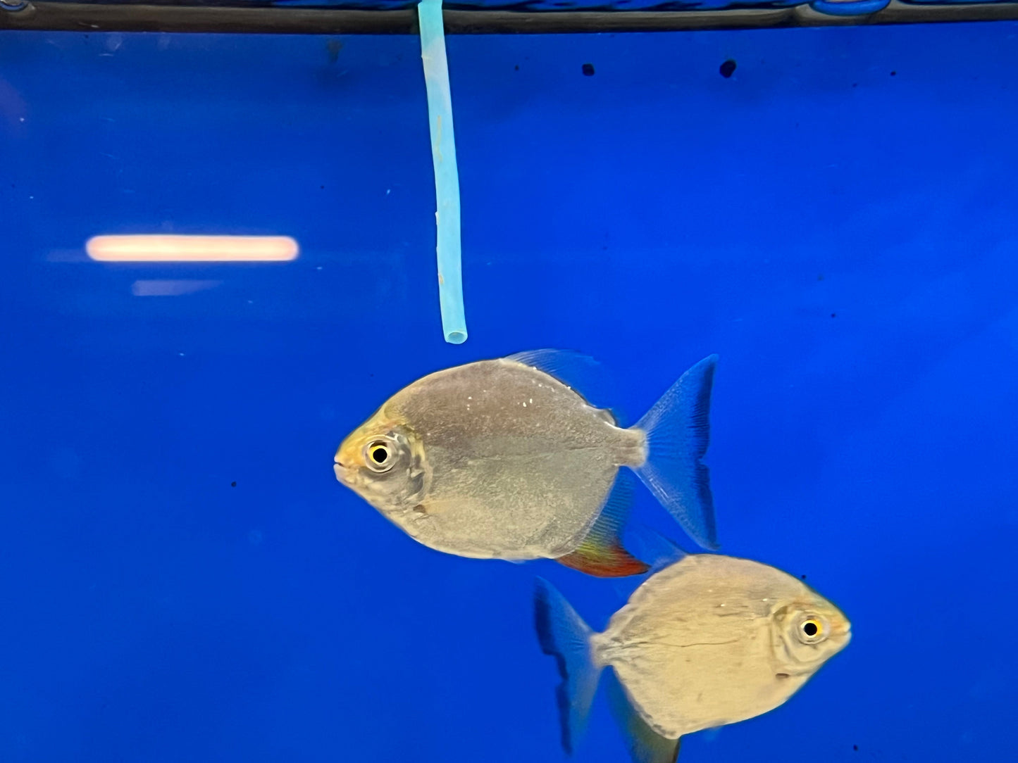 Yellow Fin Red Hook Silver Dollar