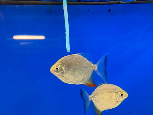 Yellow Fin Red Hook Silver Dollar